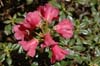 glaucophyllum (94-144)-2